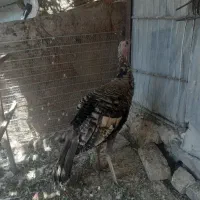 بوقلمون