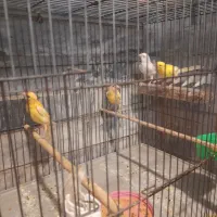 جوجه قناری  ۳ ماه دونه ای ۱۵۰۰|پرنده|ملایر, |دیوار