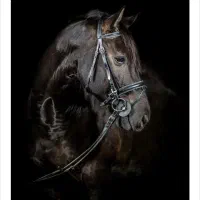 کشش اسب رایگان