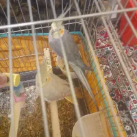 فروش عروس هلندی با قفس