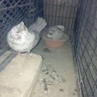 کبوتر تهرونی پلاکی طوقی دمگیر گل پنبه سرخ