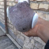 ماده سینه مشهدی قفل