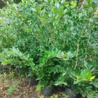 فروش یاس|گل و گیاه طبیعی|چابکسر, |دیوار