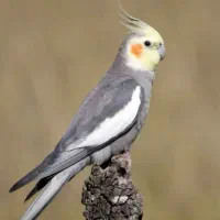 گم شده عروس هلندی