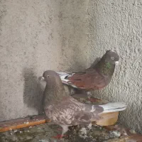 کبوتر|پرنده|مشکین‌دشت, |دیوار