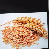 فروش گندم