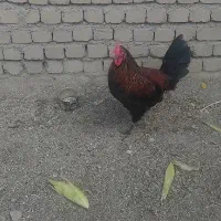 خروس لری جوجه امسال
