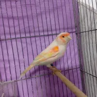 قناری موزاییکی اورجینال سرخ نر مست خون