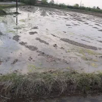 شالیزار-فومن
