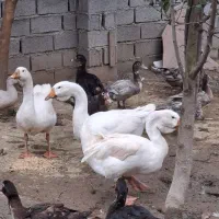 دو عدد قو غاز لیندا نر اصیل|حیوانات مزرعه|آمل, |دیوار