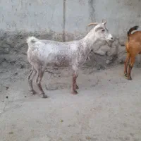 کهره سالم سرحال|حیوانات مزرعه|میناب, |دیوار