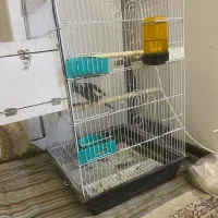 عروس هلندی جفت تخم گذار|پرنده|باقرشهر, |دیوار