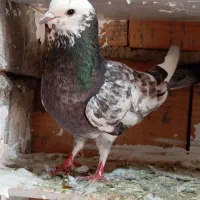 تعدادی کبوتر پرشی و عالی