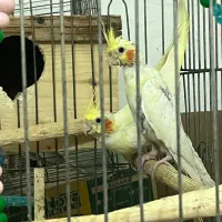 فروش دوعدد عروس باهم ۱۳۰۰۰۰۰