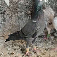 کبوتر|پرنده|الوند, |دیوار