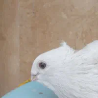 کبوتر سفید مهر