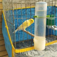 فروش|پرنده|بندرعباس, |دیوار