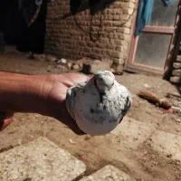 یک کبوترگم شده دربنجار