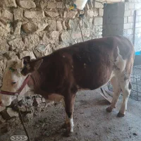 گوساله سیمنتال
