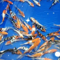 مجموعه کامل تکثیر پرورش و فروش ماهی کوی|ماهی|کرمان, |دیوار