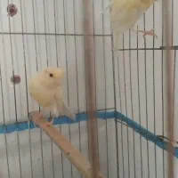 جفت.قناری.فروش.ومعاوضه