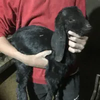 بزغاله دورگ