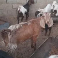 بز پاکستانی|حیوانات مزرعه|شهرضا, |دیوار