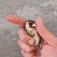 فروش دوعدد جوجه سهره نر صد درصد تازه صاف|پرنده|کرمانشاه, |دیوار