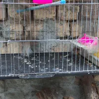 سهره سینه سرخ گلبسر|پرنده|دهاقان, |دیوار