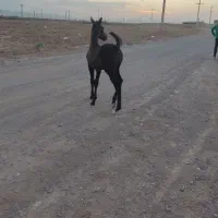 اسب|اسب و تجهیزات اسب‌سواری|بوئین زهرا, |دیوار