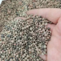عدس محلی درجه یک ماهیدشت|خوردنی و آشامیدنی|کرمانشاه, |دیوار
