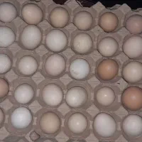 تخم مرغ محلی|خوردنی و آشامیدنی|قم, سراجه (۱۵ خرداد)|دیوار