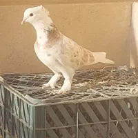 کفتر شازده زرد