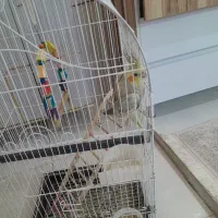 عروس هلندی ماده با قفس