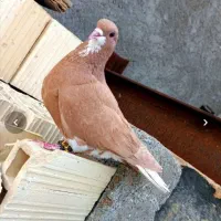 سلام ماده پرشی|پرنده|سربیشه, |دیوار