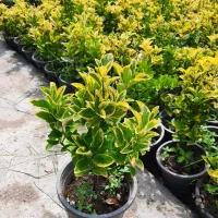 شمشاد طلایی سطل ۳