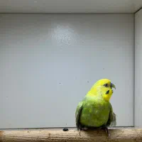 مرغ عشق رنگین کمانی نر|پرنده|گنبد کاووس, |دیوار