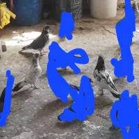 کبوتر