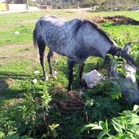 فروش اسب نریان۵سال|اسب و تجهیزات اسب‌سواری|نوشهر, |دیوار