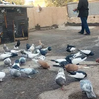 کفتر دوست بداری