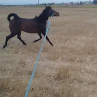 اسب مادیان ۳ساله|اسب و تجهیزات اسب‌سواری|اردبیل, |دیوار