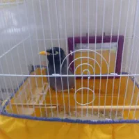 مرغ‌مینانر