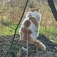 گربه نر عقیم شده و گم شده|حیوانات|املش, |دیوار