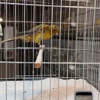 قناری نر کاکلی سبز خاص