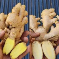 زنجبیل تایلندی/ چینی لوکس