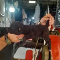 توله. سراب وخراسانی|سگ|آمل, |دیوار