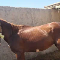 کره اسب ۲۰ماهه دارای برگه کشش