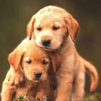 سگ پیدا شده