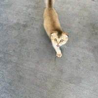 اسکاتیش گلد دبل فولد|گربه|مشهد, ولیعصر (شهرک غرب)|دیوار