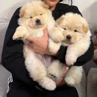 توله های چاوچاو|سگ|تهران, اختیاریه|دیوار